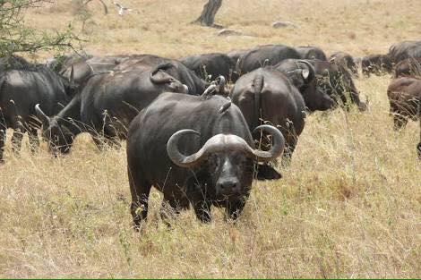 Mabalingwe Uzuri Lodge Bela-Bela Ngoại thất bức ảnh