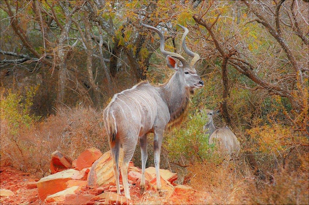 Mabalingwe Uzuri Lodge Bela-Bela Ngoại thất bức ảnh